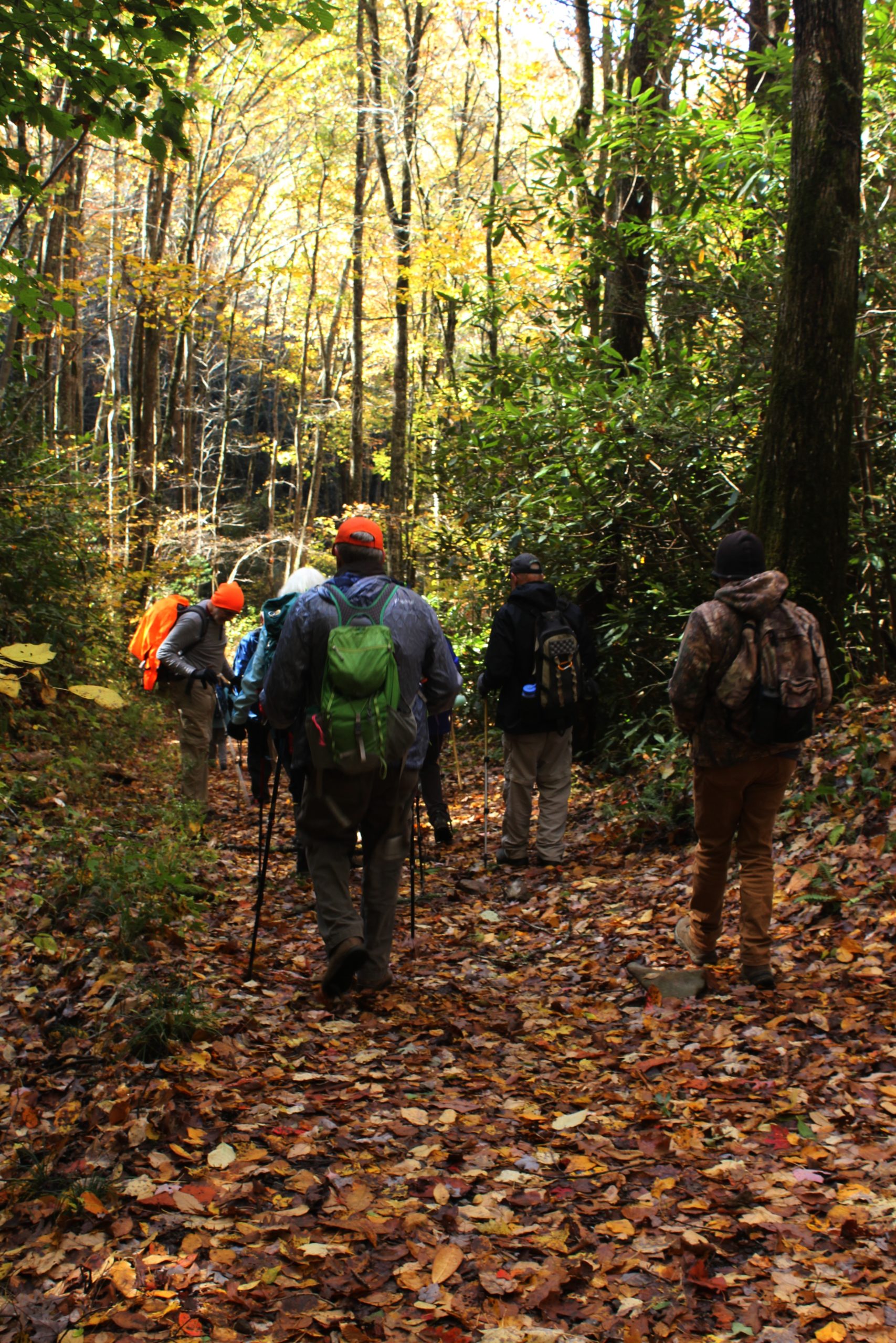 Autumn path at twenty mile - Benton MacKaye Trail Association