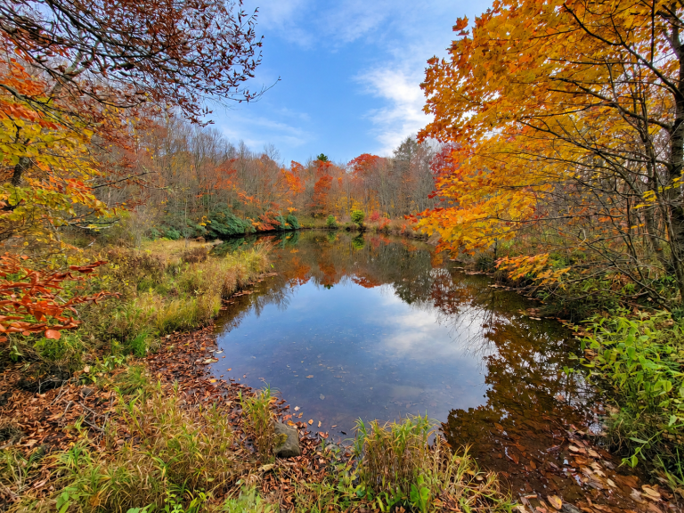Wendell's Pond